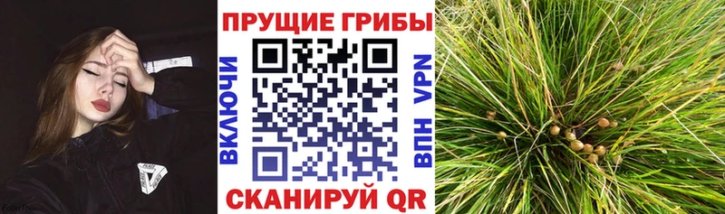 Галлюциногенные грибы GOLDEN TEACHER  Купить  Бирск 